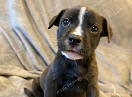 Staffy X puppies