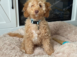 15 week cockapoo
