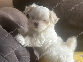 Maltese Korean Mini