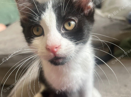 Beautiful Boy Looking For His Forever Home