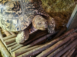 Male leopard tortoise