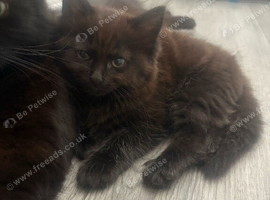 Kittens for Sale