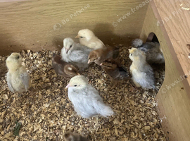 LAVENDER PEKIN CHICKS LOOKING FOR NEW HOMES!
