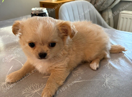 Chihuahua puppy