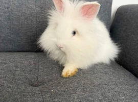 Angora Lion head mixed breed bunny