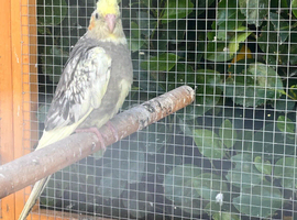 One cockatiel remaining