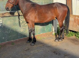 Trotting gelding