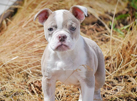 Both vaccines ready now! Olde English bulldogs olde tyme bulldogs