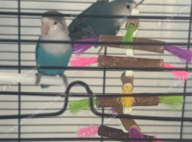 2 love birds
