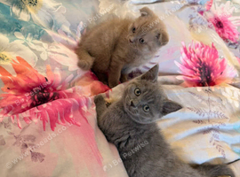 2 Scottish Fold boys