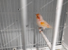 Nice birds