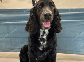 hut 4 Mutts Dog Groomers In Shrewsbury Shropshire