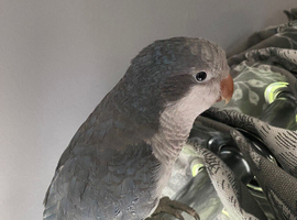 Opaline quaker