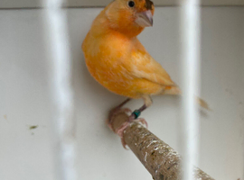 Nice Young canary