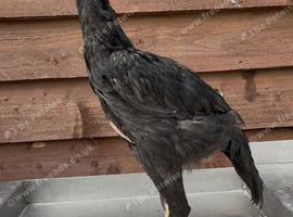 Black O shamo stag