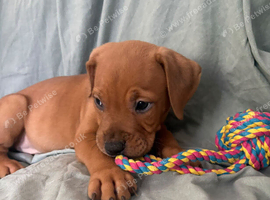 Mastiff x old English bulldog puppy
