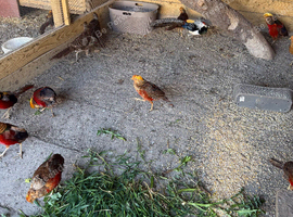 Golden & lady armrest Pheasents for sale