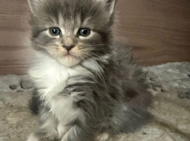 TICA Mainecoon Kittens - Russian/European bloodlines