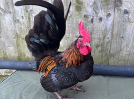 2 male Serama  for sale