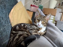 Lovely male cat looking for a home