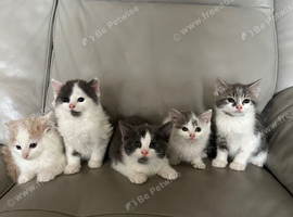 Long + Short Hair Kittens