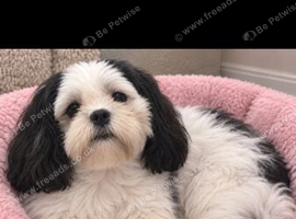 Female shihtzu