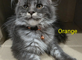 Last remaining...Stunning Maine Coon Kittens &ndash; Ready Now &ndash; &pound;1000