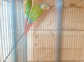 Pineapple Conures Available