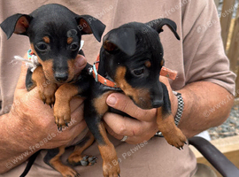Mini pincher puppies