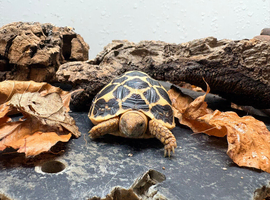 Indian Star Tortoise at Birmingham Reptiles