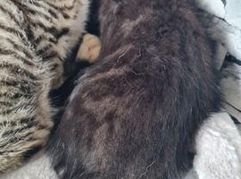 8 kittens