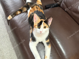 Beautiful Calico Female kitten