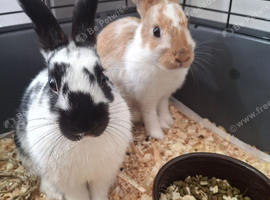 2 x Fully Vaccinated Male Rabbits 22weeks