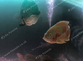 2 breeding Oscar&rsquo;s large size must go together