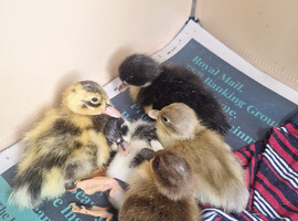 5 little ducklings 8 days old ready for anew home