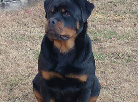 Rottweiler male from world class kennels