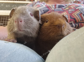 2 gorgeous boys