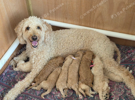 Multigeneration Labradoodle Backcross