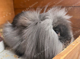 Mini lion lop
