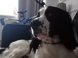 Male springer spaniel