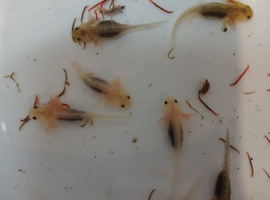 Baby axolotl