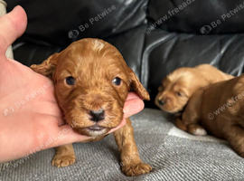 Beautiful Cockapoo puppies