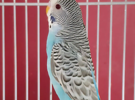 Dunfallow Budgies