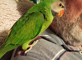 Hand reared baby moustache parakeets