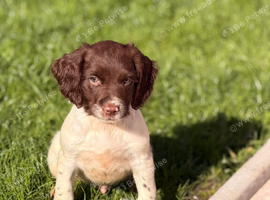 English Springer Spaniel Male puppies
