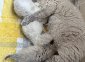 Last male ragdoll kitten