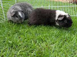 Teddy Guinea pig Babies