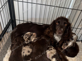 Beautiful Little of cockerspaniel puppies