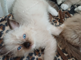 2 Pure Mitted Ragdoll Kittens.