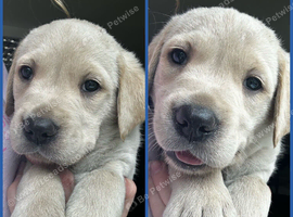 Gorgeous Goldador Puppies